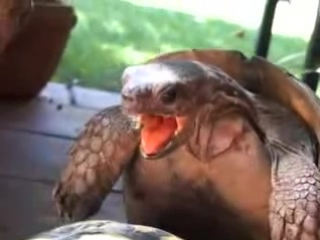 turtle sex